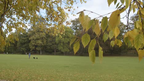Herbstansicht-Des-Bute-Park-In-Cardiff-Wales-Mit-Einer-Person,-Die-Hunde-Trainiert-1