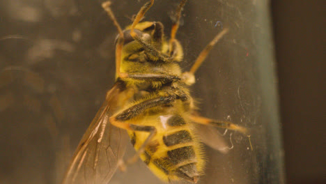 Macro-Shot-Of-Bee-Trapped-Under-Glass