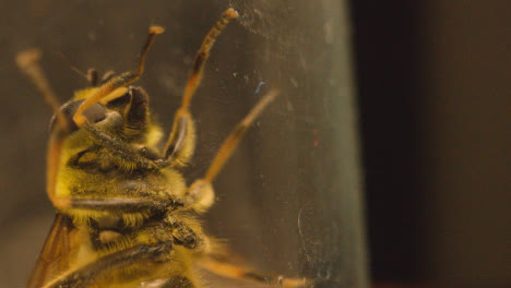 Macro-Shot-Of-Bee-Trapped-Under-Glass-1