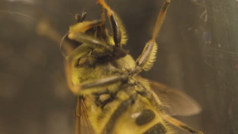 Macro-Shot-Of-Bee-Trapped-Under-Glass-3