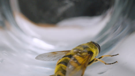 Macro-Shot-Of-Bee-Trapped-Under-Glass-4