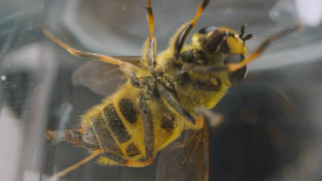 Macro-Shot-Of-Bee-Trapped-Under-Glass-6