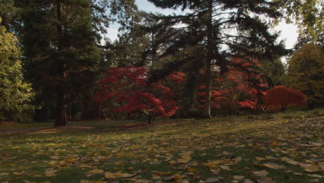 árboles-Con-Coloridas-Hojas-De-Otoño-En-El-Arboreto