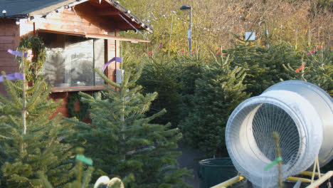Christmas-Trees-For-Sale-Outdoors-At-Garden-Centre-1
