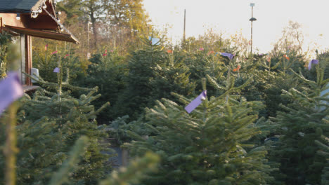 Machine-For-Netting-Christmas-Trees-Outdoors-At-Garden-Centre-2