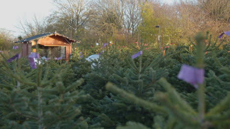 Weihnachtsbäume-Im-Freien-Im-Gartencenter-2-Zu-Verkaufen
