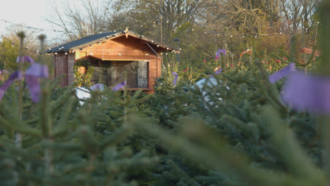 Christmas-Trees-For-Sale-Outdoors-At-Garden-Centre-3