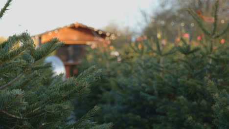 Close-Up-Of-Christmas-Trees-For-Sale-Outdoors-At-Garden-Centre-1