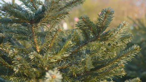Close-Up-Of-Christmas-Trees-For-Sale-Outdoors-At-Garden-Centre-4