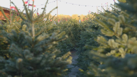 Christmas-Trees-For-Sale-Outdoors-At-Garden-Centre-5