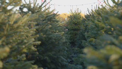 Christmas-Trees-For-Sale-Outdoors-At-Garden-Centre-6