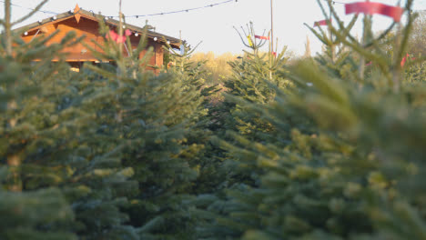 Christmas-Trees-For-Sale-Outdoors-At-Garden-Centre-7