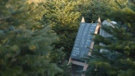 Lista-De-Precios-De-árboles-De-Navidad-Para-La-Venta-Al-Aire-Libre-En-El-Centro-De-Jardinería