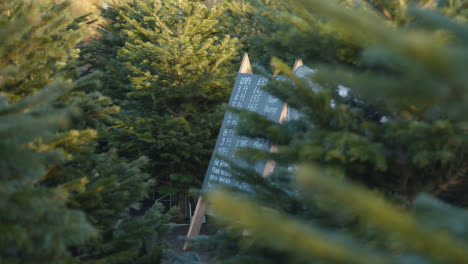 Lista-De-Precios-De-árboles-De-Navidad-Para-La-Venta-Al-Aire-Libre-En-El-Centro-De-Jardinería