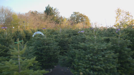 Machine-For-Netting-Christmas-Trees-For-Sale-Outdoors-At-Garden-Centre