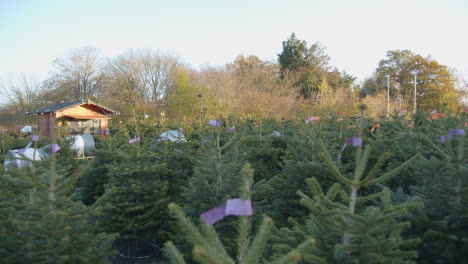 Christmas-Trees-For-Sale-Outdoors-At-Garden-Centre-8