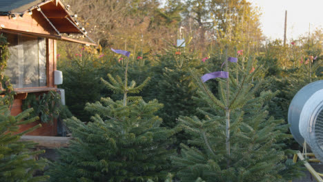 Cerca-De-árboles-De-Navidad-A-La-Venta-Al-Aire-Libre-En-El-Centro-De-Jardinería-5
