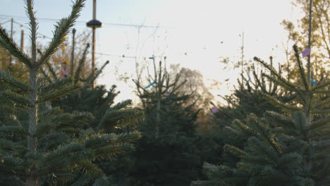 Close-Up-Of-Christmas-Trees-For-Sale-Outdoors-At-Garden-Centre-6