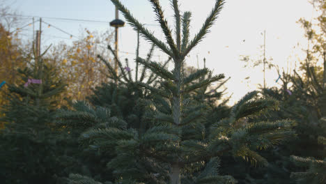 Cerca-De-árboles-De-Navidad-A-La-Venta-Al-Aire-Libre-En-El-Centro-De-Jardinería-7