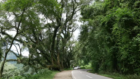 Argentina-road-in-subtropical-woodland-zoom-in