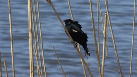 Michigan-red-wing-blackbird-on-reed