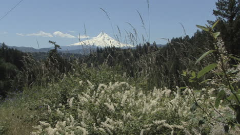 Oregon-Mount-Hood-and-grass