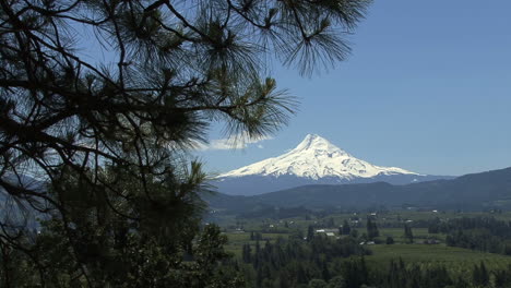 Oregon-Mount-Hood-and-pine-branch
