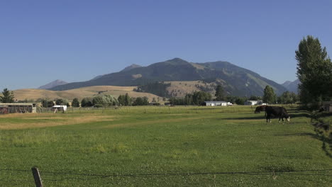 Oregon-landscape-with-cow-grazing-en-route-Pendleton