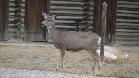 Wyoming-Fort-Casper-and-deer