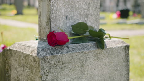 Close-Up-Of-A-Red-Rose-On-A-Tombstone-In-A-Graveyard-On-A-Sunny-Day-1
