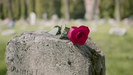 Close-Up-Of-A-Single-Red-Rose-Placed-On-A-Tombstone-In-A-Graveyard-On-A-Sunnd-Day