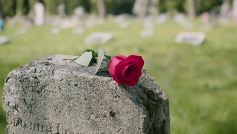 Close-Up-Of-A-Single-Red-Rose-Placed-On-A-Tombstone-In-A-Graveyard-On-A-Sunnd-Day-1