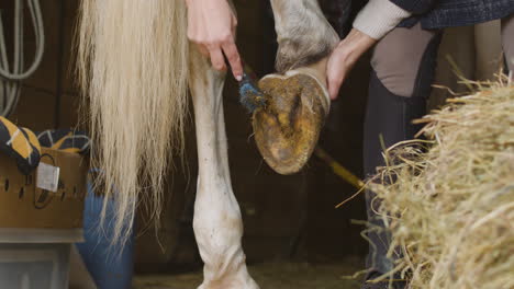 Closeup-Of-Person-In-Black-And-Brown-Boots-Preparing-Horse-And-Cleaning-Its-Horseshoe