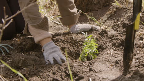 Hands-of-an-activist-planting-trees-in-the-forest-while-another-coworker-using-a-shovel-to-prepare-the-land