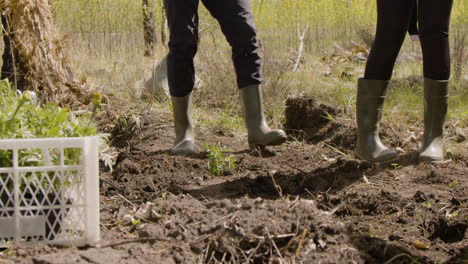 African-american-woman-activist-and-caucasian-man-activist-planting-small-trees-in-the-forest