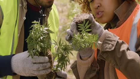 Close-up-view-of-caucasian-man-and-african-american-woman-activists-holding-small-trees-and-observing-them-to-plant-in-the-forest