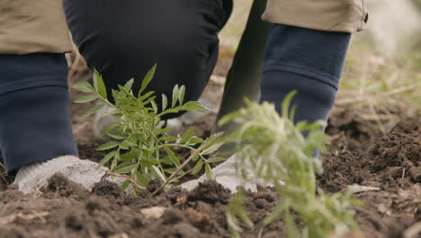 Close-up-view-of-the-hands-of-ecologist-activist-planting-small-trees-in-the-forest