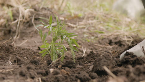 Close-up-view-of-the-hands-of-ecologist-activist-planting-small-trees-in-the-forest