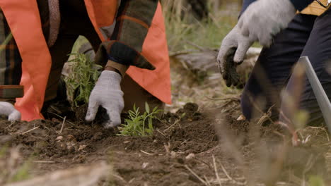 Close-up-view-of-the-hands-of-ecologist-activists-planting-small-trees-in-the-forest