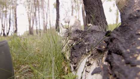 Close-up-view-of-a-burned-tree-trunk-in-the-forest-while-two-people-walk-over-it