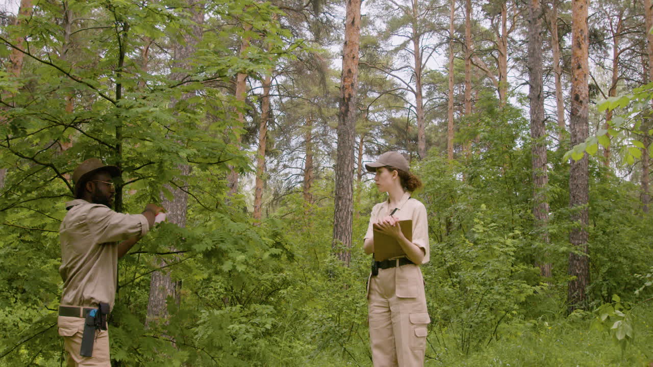 Free stock video Caucasian and african american forest wardens