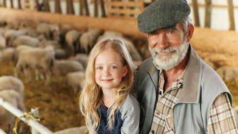 Close-up-view-of-Caucasian-old-gray-haired-man-hugging-his-little-granddaughter-and-smiling-to-camera-while-sitting-together-in-stable-with-sheep-flock