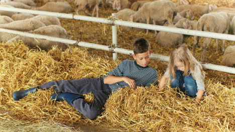 Caucasian-cute-boy-and-girl-lying-on-hay-and-playing-in-a-barn-with-sheep-flock-on-background
