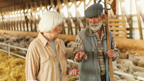 Portrait-of-happy-old-Caucasian-married-couple-of-farmers-talking-and-walking-in-stable-with-sheep-flock
