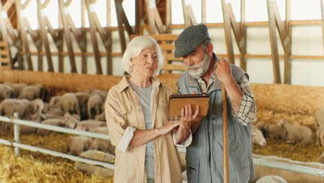 Portrait-of-happy-old-Caucasian-married-couple-of-farmers-talking-and-watching-something-funny-on-a-tablet-in-stable-with-sheep-flock