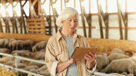 Caucasian-old-gray-haired-woman-farmer-standing-in-stable-with-sheep-flock-and-using-tablet-device