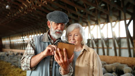 Caucasian-senior-man-and-woman-farmers-watching-something-on-a-tablet-in-stable-with-sheep-flock