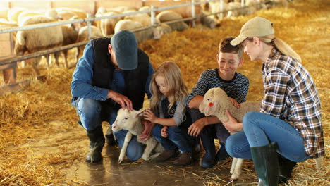 Family-of-farmers-petting-two-sheeps-in-a-stable-with-cattle