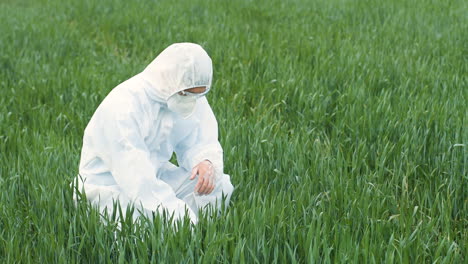 Caucasian-researcher-man-in-protective-suit-and-goggles-walking-in-green-field-and-picking-up-herb-of-wheat-for-pest-control