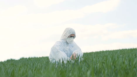 Caucasian-researcher-man-in-protective-suit-and-goggles-walking-in-field-and-picking-up-herb-of-wheat